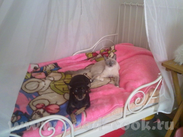 Какие котики-котята шикарные