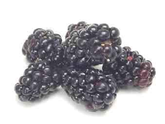   (lingonberry)  ,     (loganberry)  ... - 3