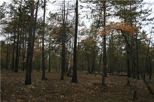 Девочки, принесла вам кусочек нашей северной осени - 3