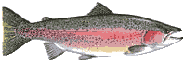 Форель