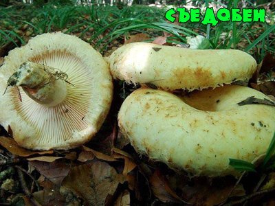 грузди отварить в подсоленной воде мин