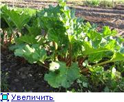 Лена, твой пирог с ревенем, прям специально для меня - 2