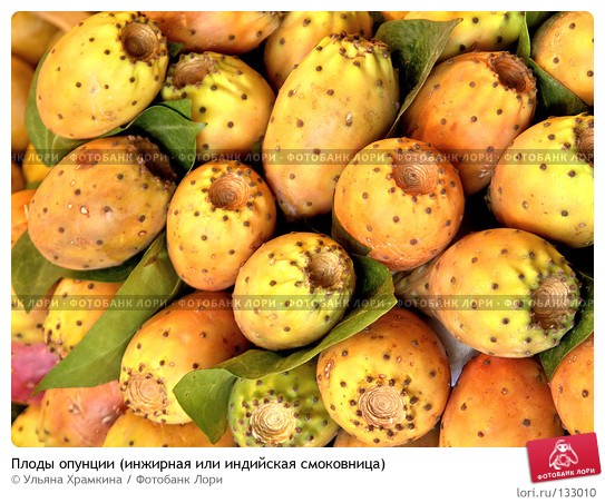 опунция - это кактус такой, вот из его плодов и варила на француском, если перевести, зовется "инжи...
