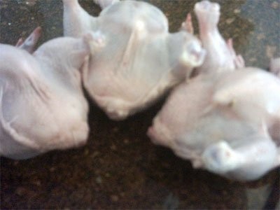 затем аккуратно взяв за ножки цыплёнка начиним нашей начинкой из суп-продуктов налаживаем ложкой си... - 2