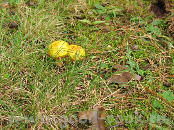 А я сделала пару фотографий грибов и еще а растут эти красавцы прям перед моим домом