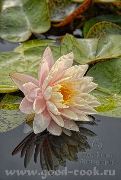 Вам для музы это viktoria waterlily - 7