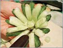 ЛИЛИЯ ИЗ ОГУРЦА - 6