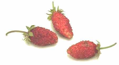 Клюква (cranberry = bounceberry) Поздняя ягода с кислым вкусом, хороша для соусов Смородина (curran... - 3