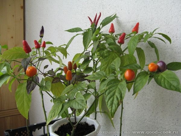перцы комнатные