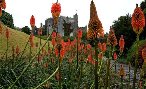 Ето светут камелия Biir Castle в парке YewBerries - 2