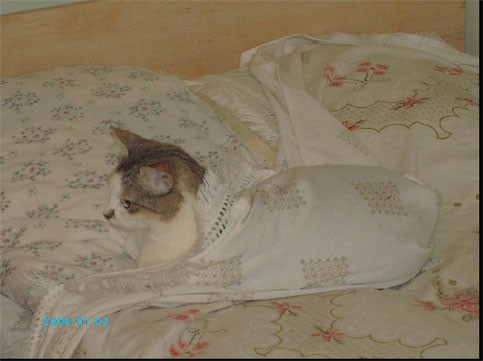 , какой чудный свин, само очарование - 2