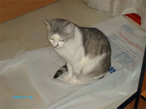 Любочка, классные какие котятки - чудо