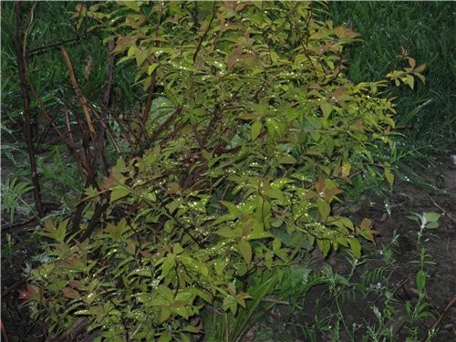 дождь капли на кустах калина - 2