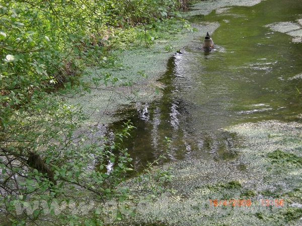 Около воды лежат два птичьих яичка - 4