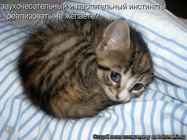 Эти забавные животные