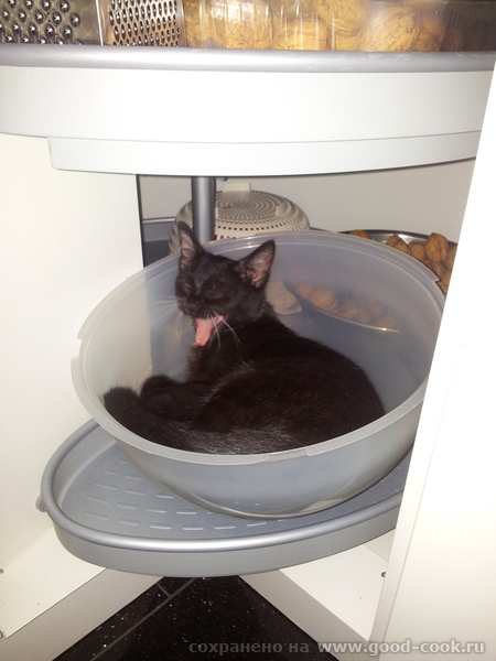кот