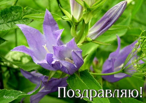 НАСТЕНЬКА, С ДНЕМ РОЖДЕНИЯ