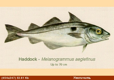 пикша - haddock
