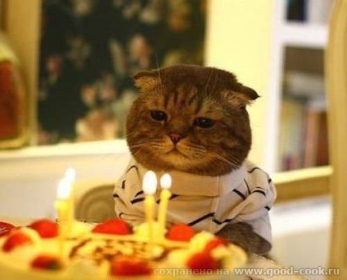 котэ