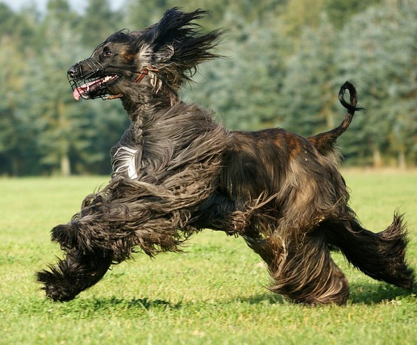 Афганские борзые-Afghan Hound