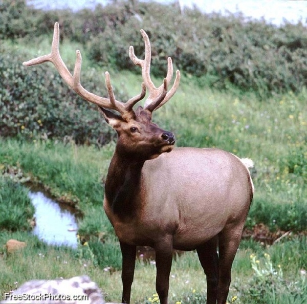 Натусь, лось, ето всё таки "moose" по-моему
