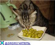 А мы вчера с мужем провели дома интернет И, решив это дело отметить, организовали скромный, но душе... - 4