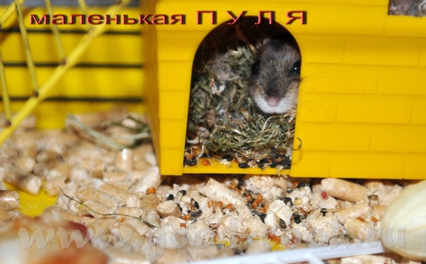 Наташенька поздравляю с Новым Домиком