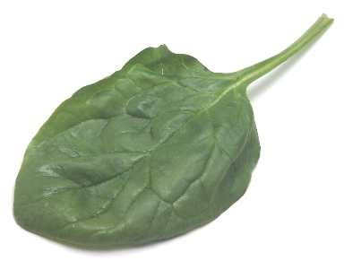  (Sorrel)  (spinach)  (chard)   - 2