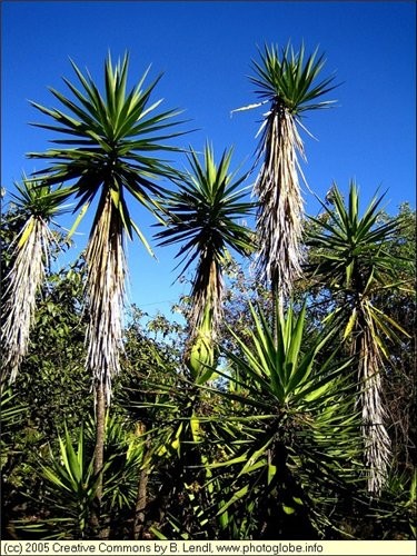 homyak Ето- Yucca Palm Trees Они тут растут по всюду- и рядом домов и по дороге, когда куда то едиш... - 5