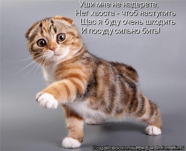 коты