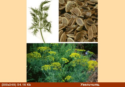 Укроп - dill, &#1588;&#1576;&#1579;, &#1588;&#1576;&#1579; &#1588;&#1614;&#1576;&#1614;&#1579;, &#1...