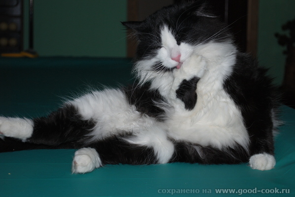 Какие коты - 2