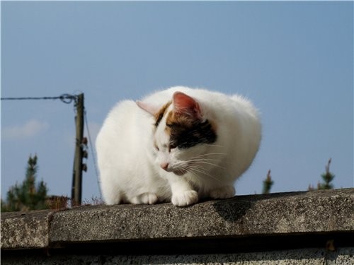 Вот так гуляют мой кошки А это кот соседей на его смотрит Моя белая кошка незаxотела идти на двор В... - 6