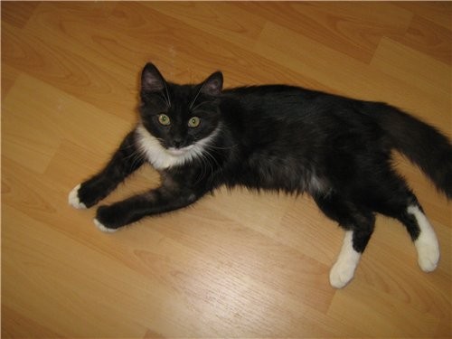 А вот и мой котик - 2