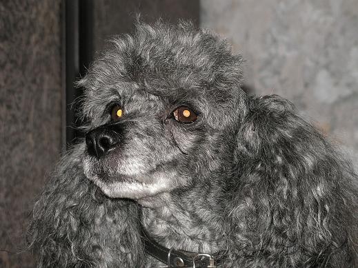 А это мой домашний любимец-Бим, ему уже 10 лет - 2