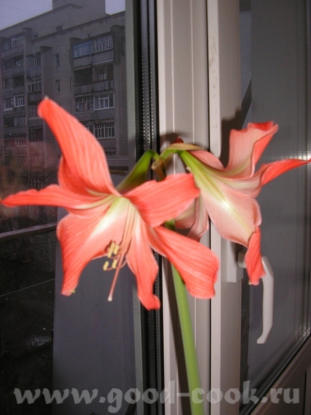 Вот мой амаралик-бедный и несчастный