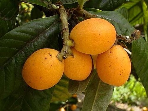 а на фото с клубникой, что за фруктина такая, желта Светик, приветик
