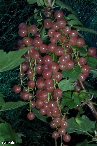 Ларис , спасибо