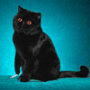 Я тоже с котиками - 4