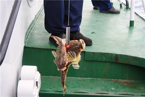 Еще мы поймали морскую звезду - 4