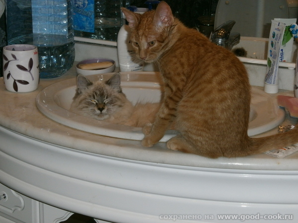 коты