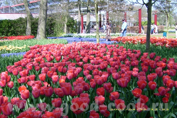 Аллочка какая красота, СПАСИБО