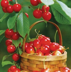 ВАРЕНЬЕ ИЗ БЕЛОЙ ЧЕРЕШНИ С ОРЕХАМИ 1 кг
