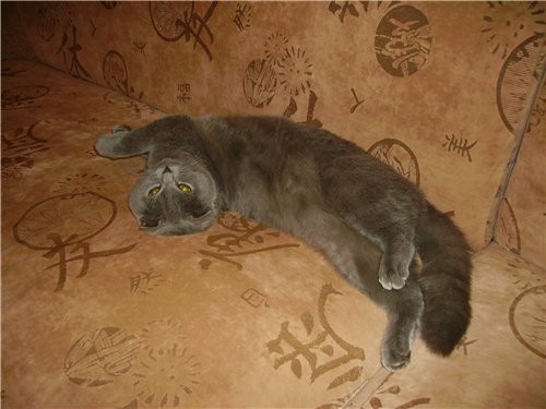 Девочки а ваши кошки любят фоткаться - 2