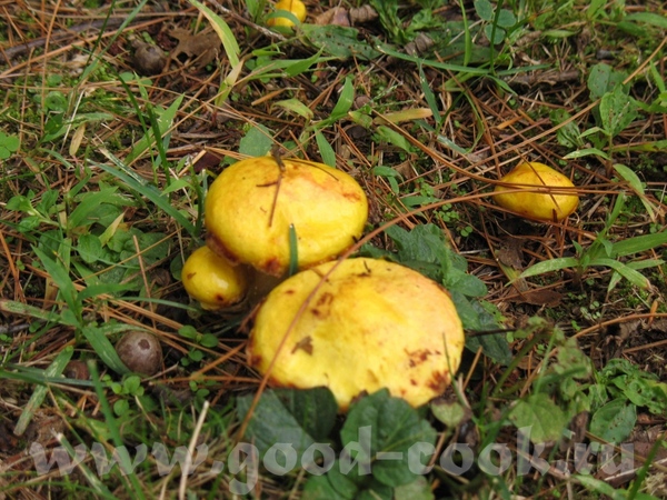 А я сделала пару фотографий грибов и еще а растут эти красавцы прям перед моим домом - 2