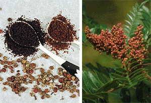 Сумах - сумак - sumac, &#1587;&#1605;&#1575;&#1602; &#1587;&#1615;&#1605;&#1617;&#1614;&#1575;&#160...