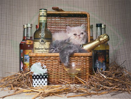 Принимайте от наших двоих котят
