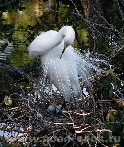  o  -      ( )- Great White Heron ------------------... - 5