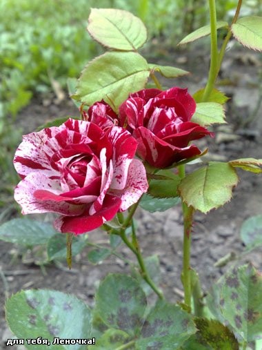 Лена, с днем рождения тебя