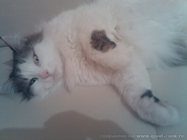 кошка